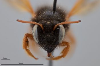 Media type: image;   Entomology 789976 Aspect: head frontal view